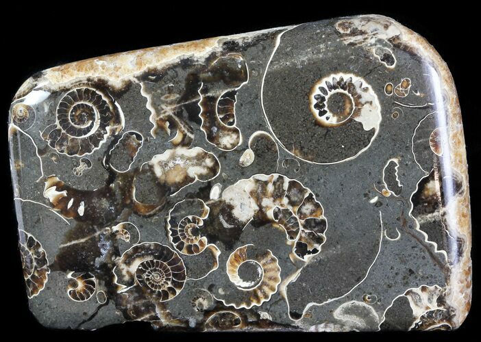 Polished Ammonite Fossil Slab - Marston Magna Marble #63844